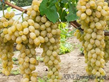 Отличный урожай без особых усилий — виноград валентина