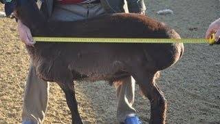 Курдючные овцы: сколько весит баран в среднем
