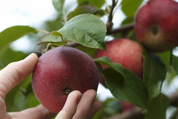 Условия посадки яблони краса свердловска - медоносы | описание, советы, отзывы, фото и видео