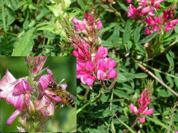 Лучшие растения медоносы для ваших пчел