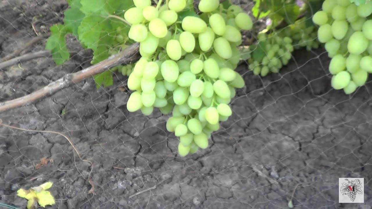 Сорт винограда «зарница»: особенности сорта и выращивания