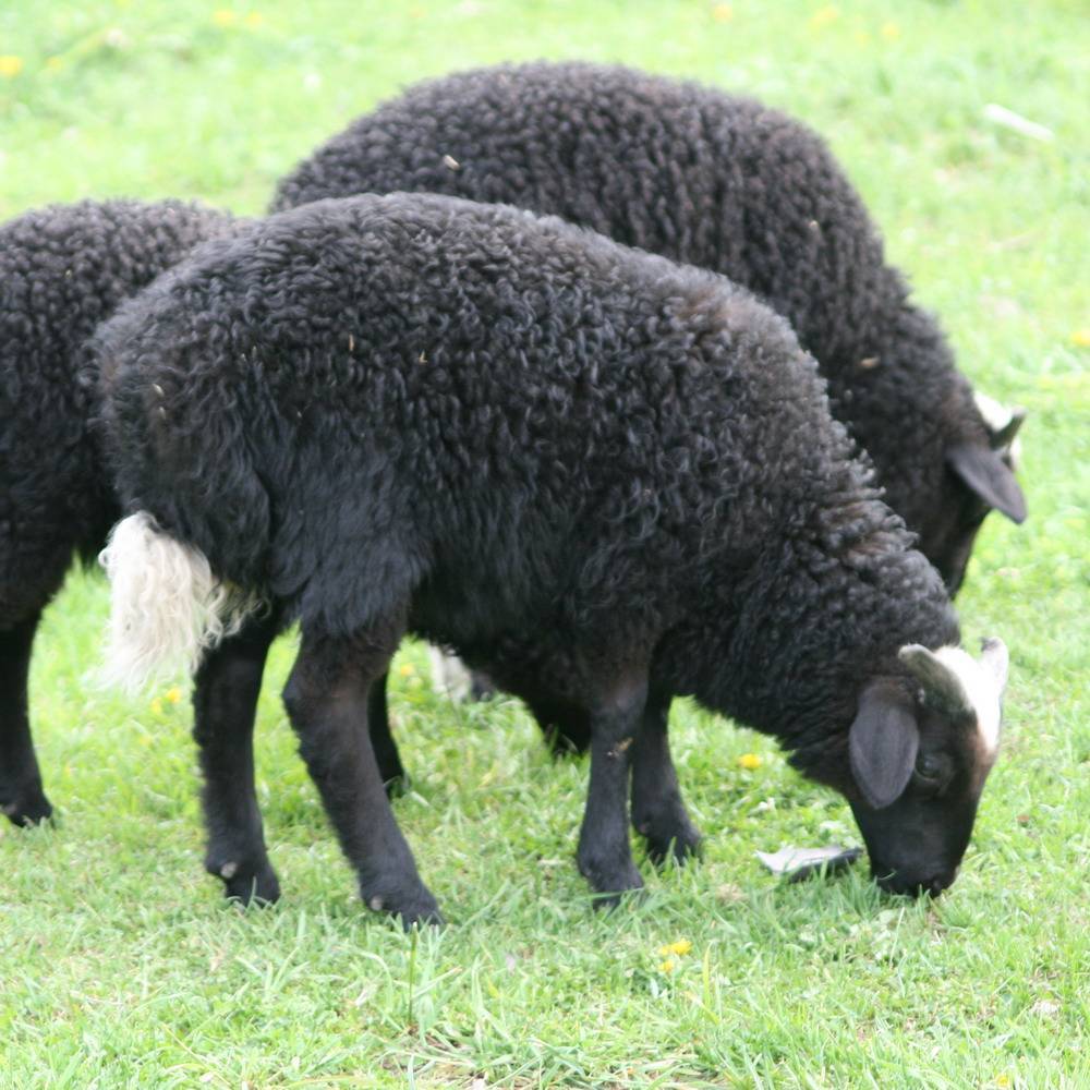 Породы овец (56 фото): описание мясных пород баранов. куйбышевская и иль-де-франс, тексель и ташлинская, карачаевская и прекос породы овец