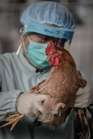Птичий грипп: первые симптомы у кур, лечение и профилактика