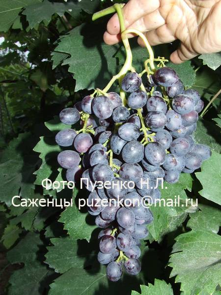 Виноград Краса Никополя
