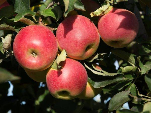 Сорта яблонь для урала: лучшие сорта яблок для северных регионов россии