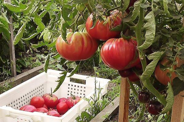 Один из лучших сортов крупноплодных помидоров король гигантов
