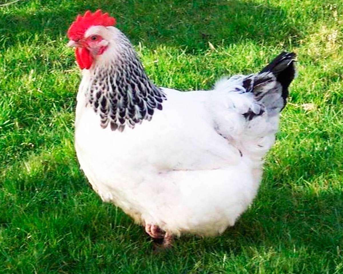 Серебристая адлерская порода кур – описание, фото и видео