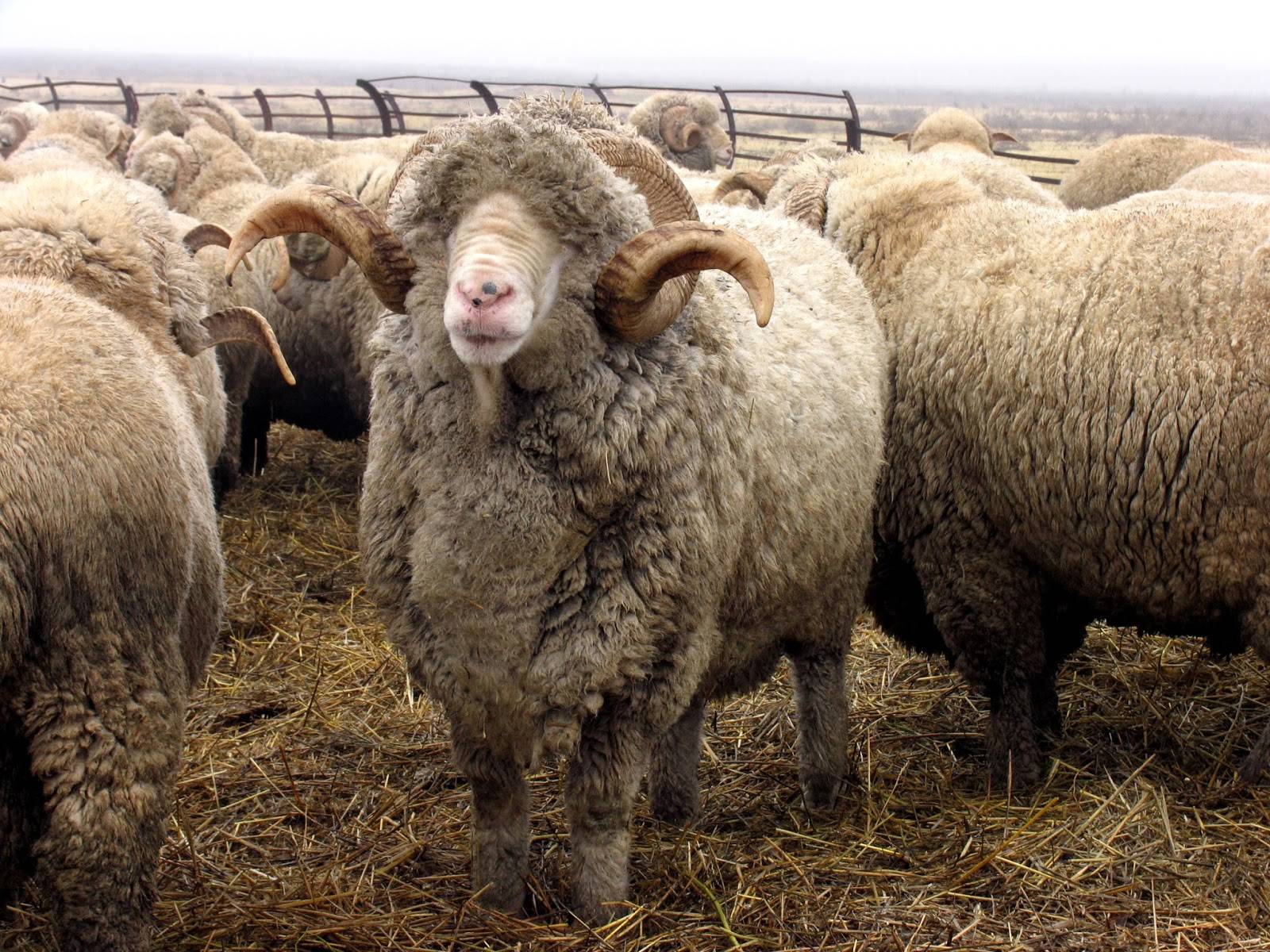 Порода овец меринос