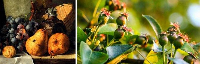 Выращиваем грушу: посадка, уход, обрезка, сорта. фото — ботаничка.ru