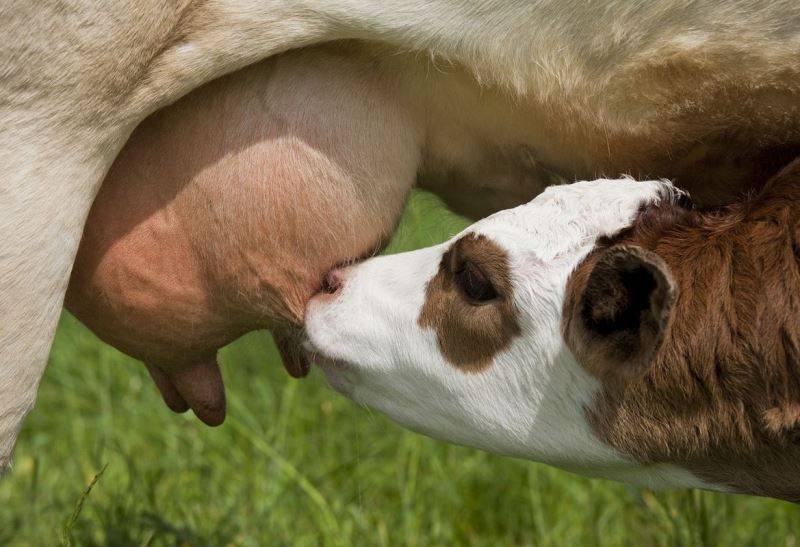 Срок беременности у коров