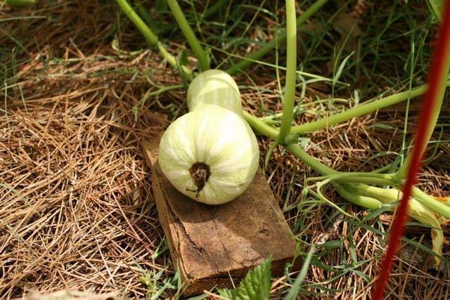 Выращивание тыквы баттернат