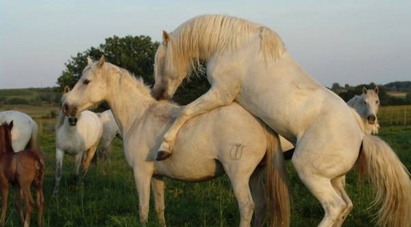 Спаривание лошадей
