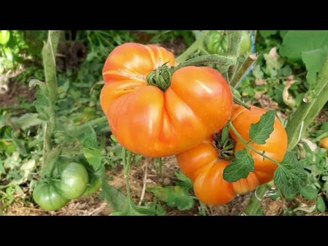 Характеристика сорта томатов бурракерские любимцы