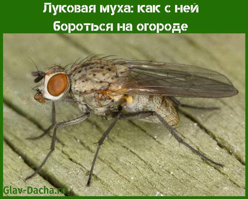 Луковая муха, борьба с вредителем народными и химическими средствами