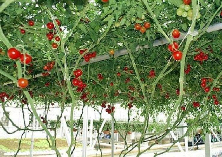 Томатное дерево: описание, лучшие сорта с фото + технология выращивания в открытом грунте, теплице и домашних условиях