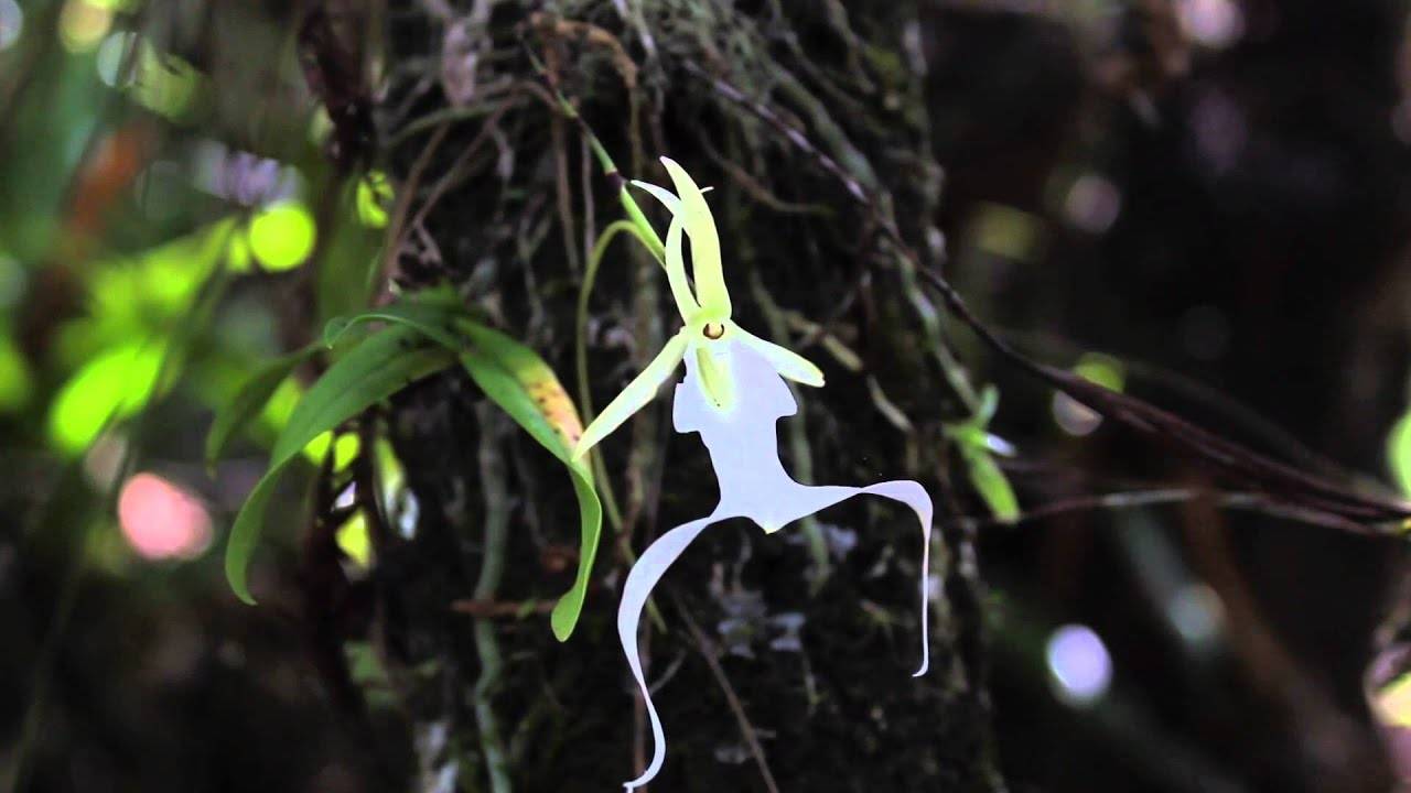 Виды орхидеи, их названия и фото, описание и содержание в домашних условиях, а также видео о том, как определить цветок в горшке по листьям - все редчайшие сорта