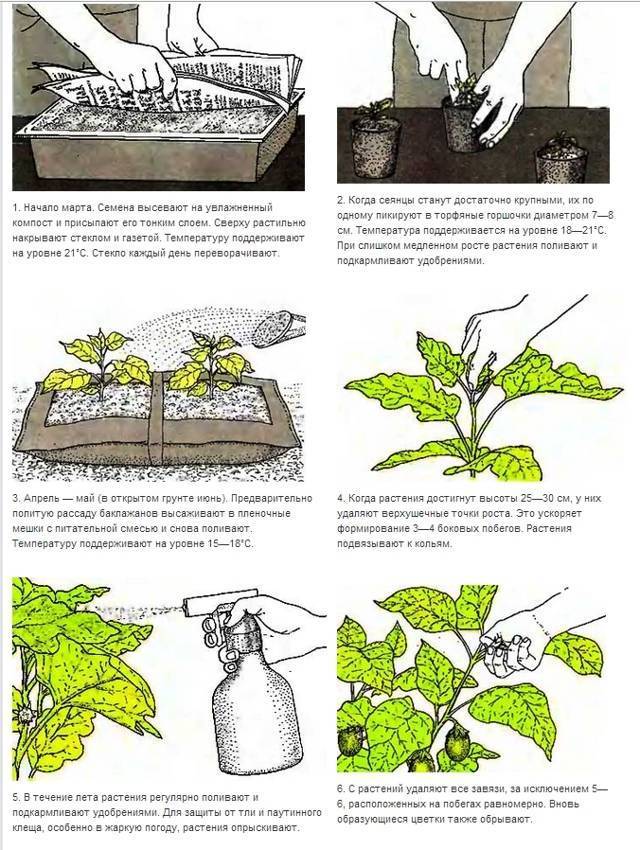 Посадка баклажанов в открытый грунт: секреты эффективного выращивания