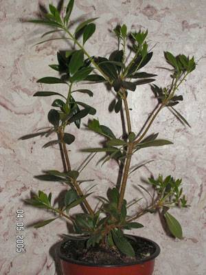 Клубничное дерево кудрания: выращивание на участке и в доме