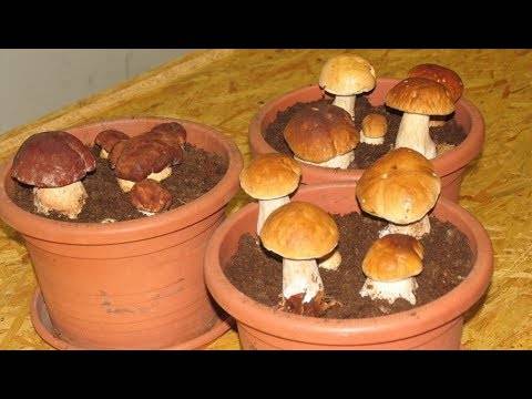 Выращивание грибов домашних условиях для новичков: с чего начать?