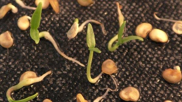 Как прорастить семена перца на рассаду - в домашних условиях, быстро, на туалетной бумаге, ткани
