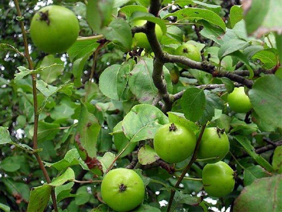 Как правильно посадить яблоню на участке