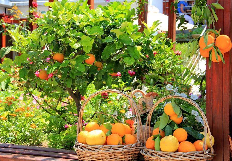 Особенности выращивания апельсина из косточки в домашних условиях