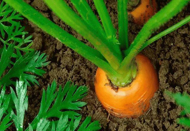 Чем подкормить морковь для сладости: от чего зависит вкус овоща и какими удобрениями стоит полить культуру, чтобы она была сахаристее и лучше росла? русский фермер