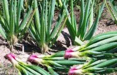 Лук батун: особенности выращивания в теплице