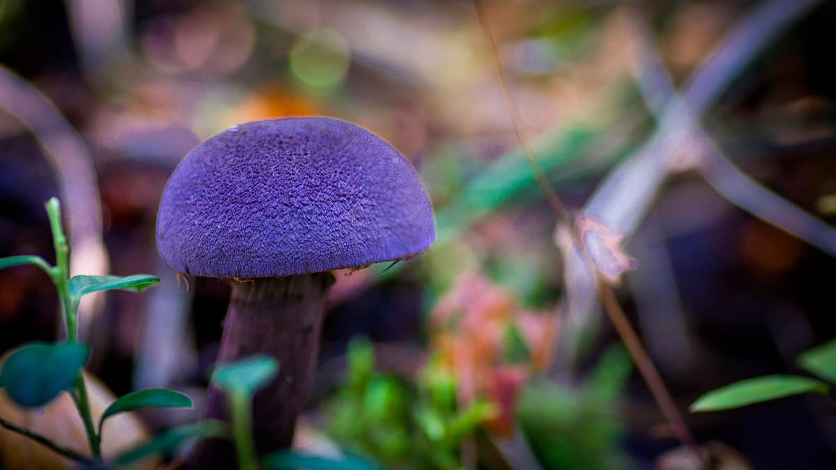 Паутинник съедобный или гриб толстушка: фото, описание, как готовить и где он растет