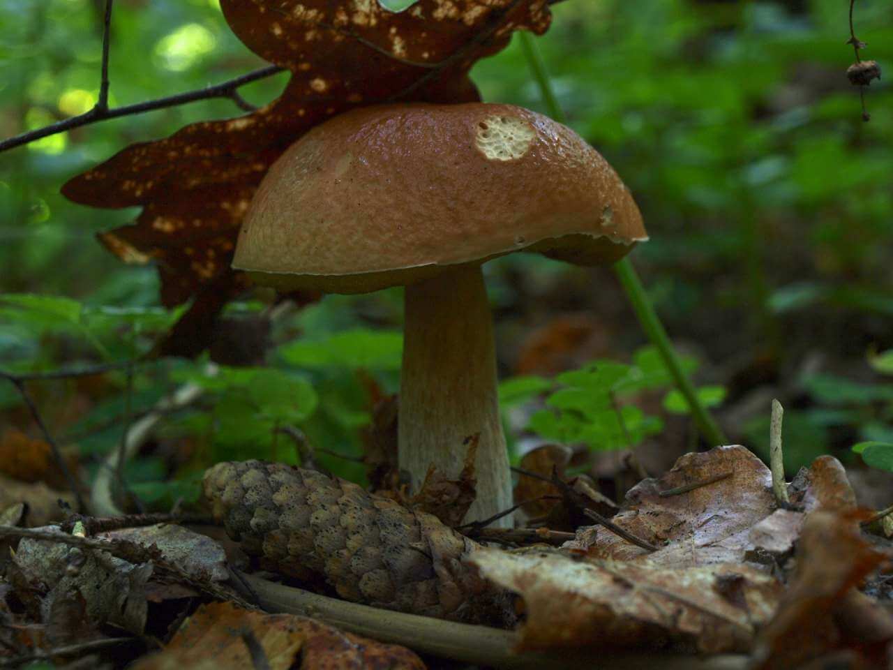 Лисичкины секреты: грибы лисички в подмосковье: где растут, где и когда собирать в 2020 – советы грибников