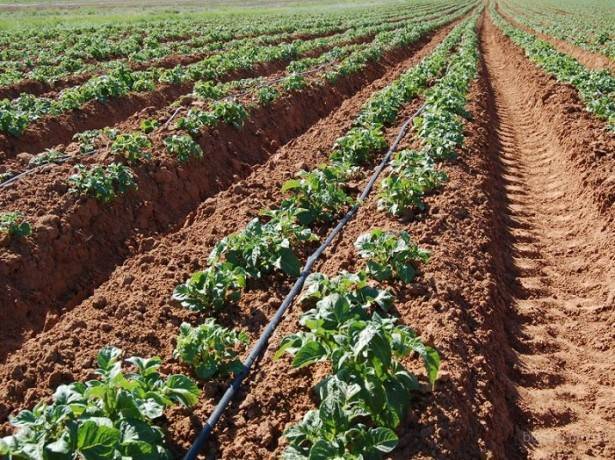 Голландский способ посадки и выращивания картофеля: схема и пошаговая инструкция