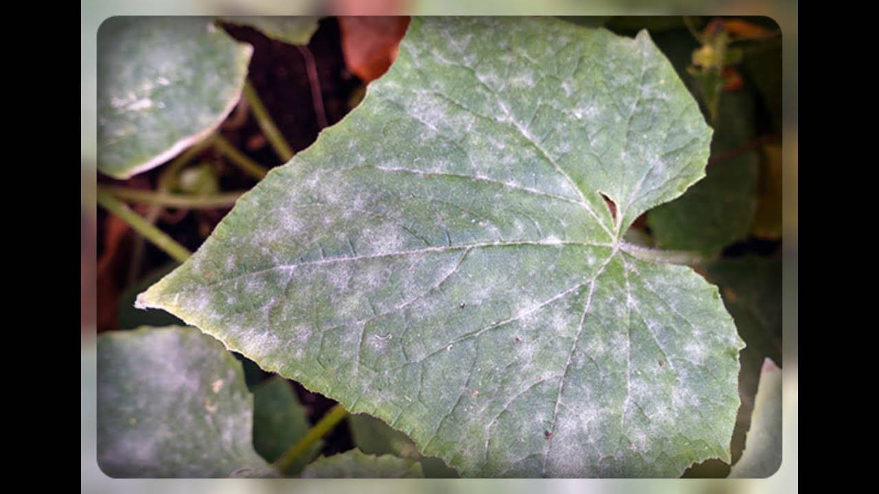 Почему появляются белые пятна на листьях, основные причины