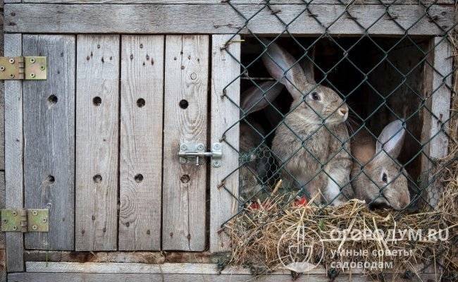 Сенная кормушка для кроликов: какие бывают и как сделать самостоятельно