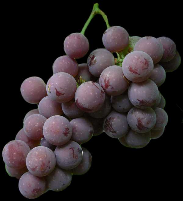 Виноград среднего срока созревания лидия. рекомендации по высадке и уходу