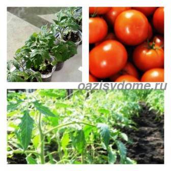 Когда сажать помидоры на рассаду в 2021 году для теплицы: расчет благоприятных дней, выбор сортов и советы по выращиванию