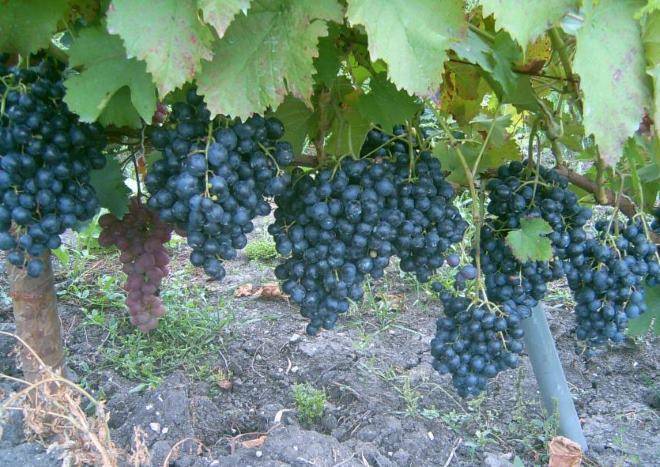 Виноград «восторг»: описание сорта, фото и отзывы