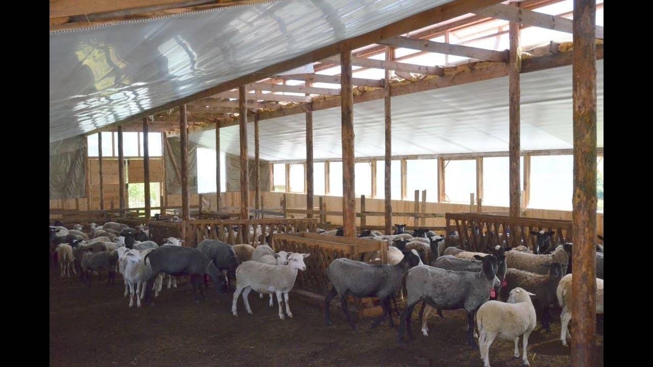 Кормление овец – что ест, кормушки и чем кормить в домашних условиях 2021