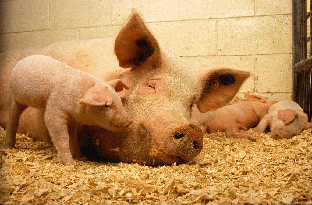 Сколько живут свиньи лет в домашних условиях