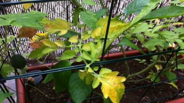 Почему желтеют листья у помидор и что с этим делать?