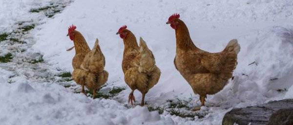Почему куры не несутся зимой и чем кормить для хорошей яйценоскости