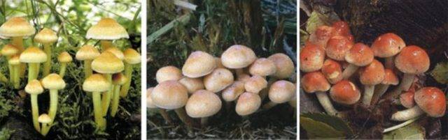 Несъедобные грибы краснодарского края фото и описание