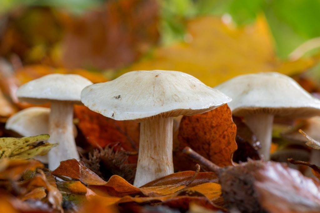 Гигрофор душистый – фото гриба с миндальным ароматом