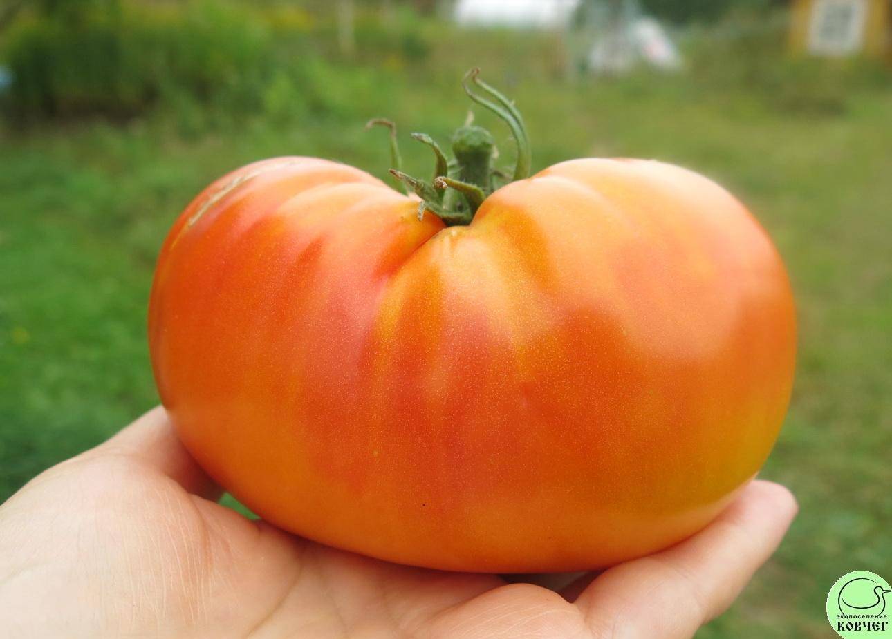 помидоры медовый описание сорта фото