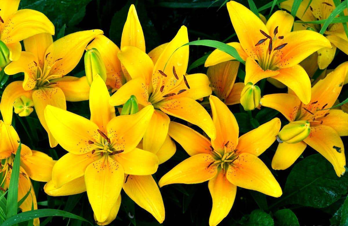 Советы опытных цветоводов о размножение лилий: семенами, бульбочкам, чешуйками, черенками