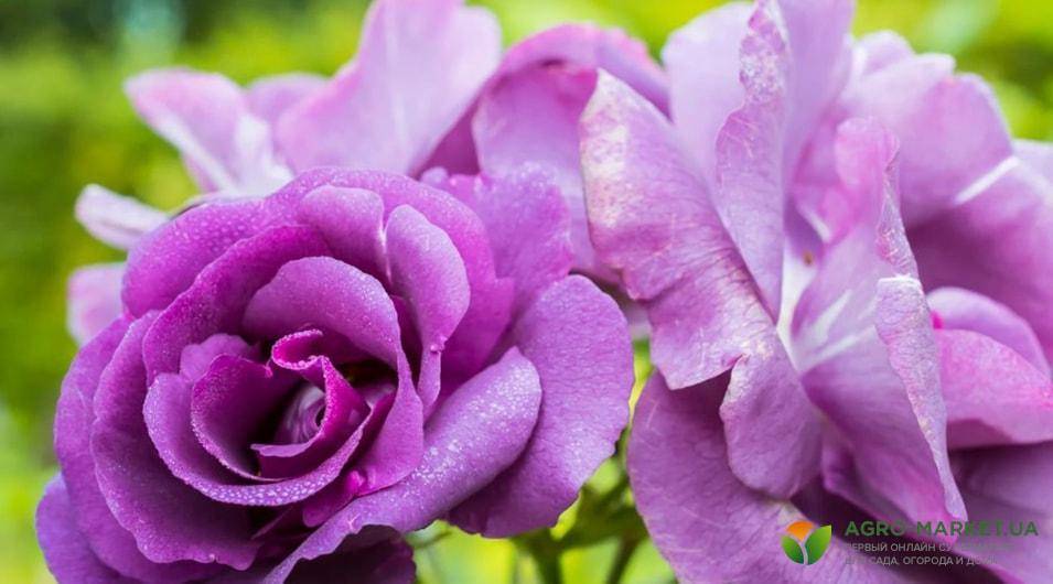 Чем подкормить розы весной для пышного цветения в саду весной и летом: названия удобрений