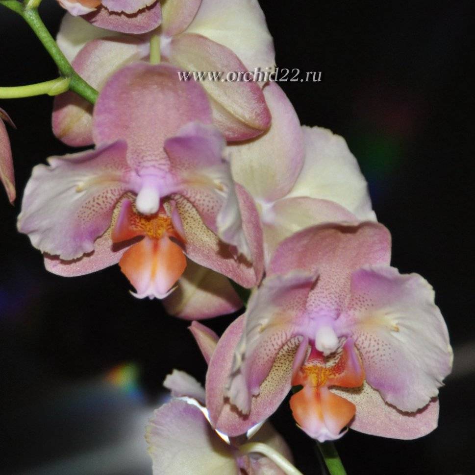 Сорта фаленопсисов: лаймлайт, легато, легенда, леди мармелад, фото и описание орхидеи