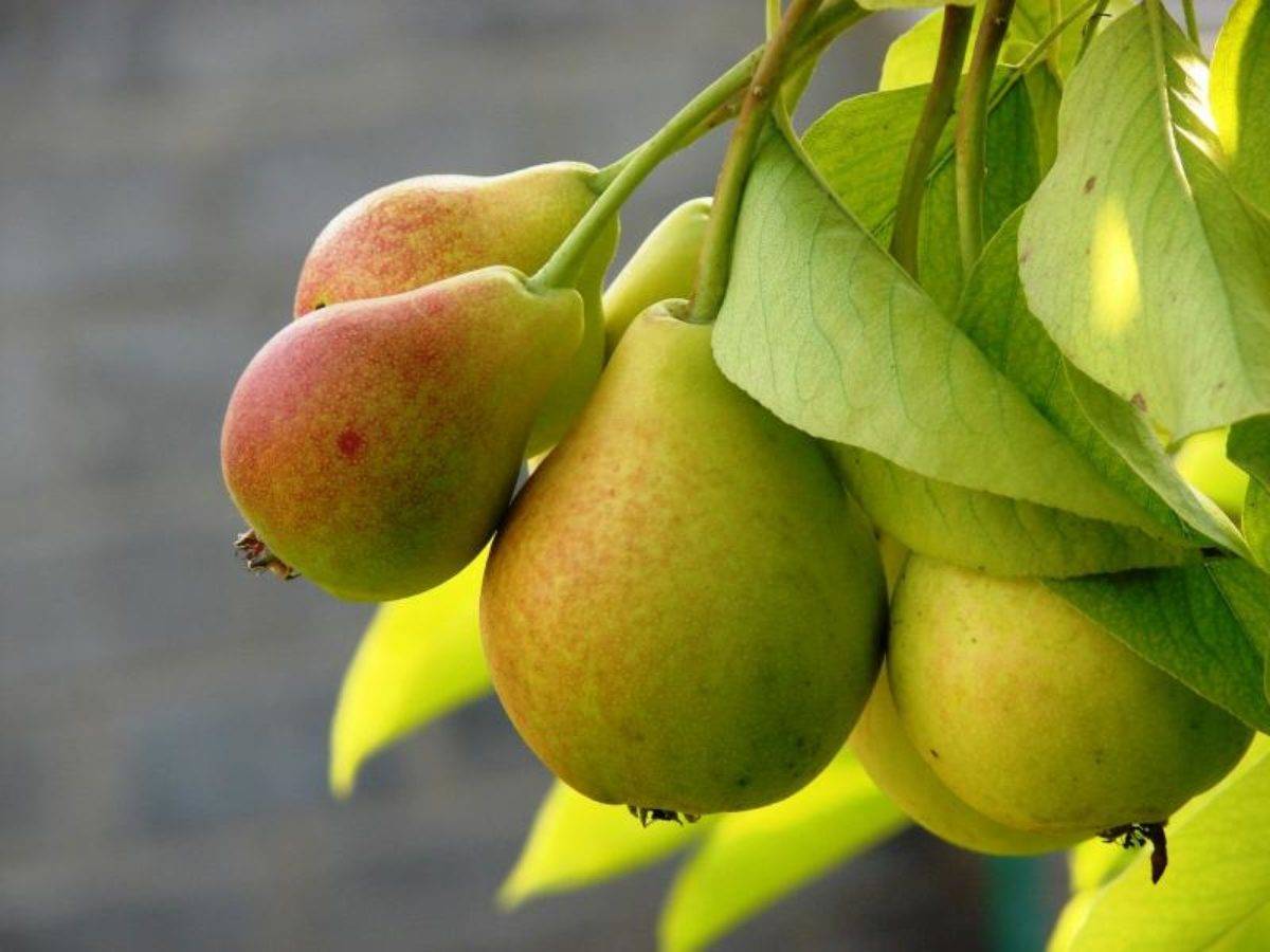 Как правильно посадить грушу осенью