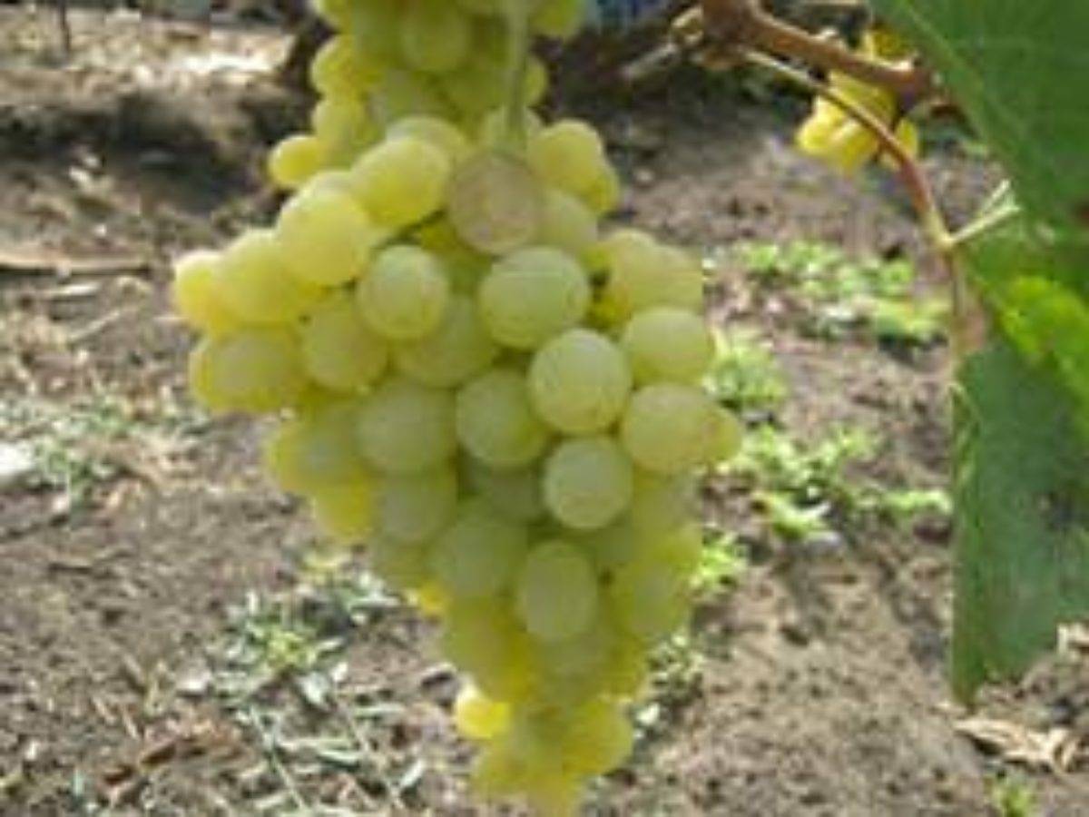 Виноград ландыш: описание сорта, выращивание и уход, фото и отзывы