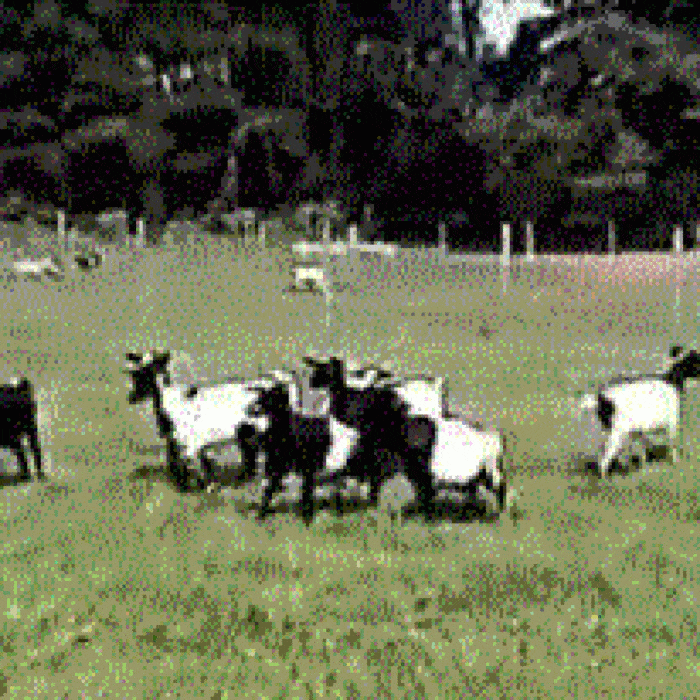 Обморочные козы: описание и характеристика породы, правила содержания