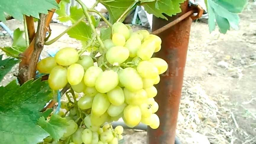 Виноград аркадия: описание сорта с характеристикой и отзывами, особенности посадки и выращивания, фото